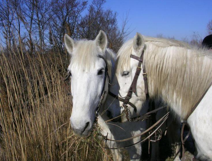 Camargue Villa Beauvoisin  Bagian luar foto